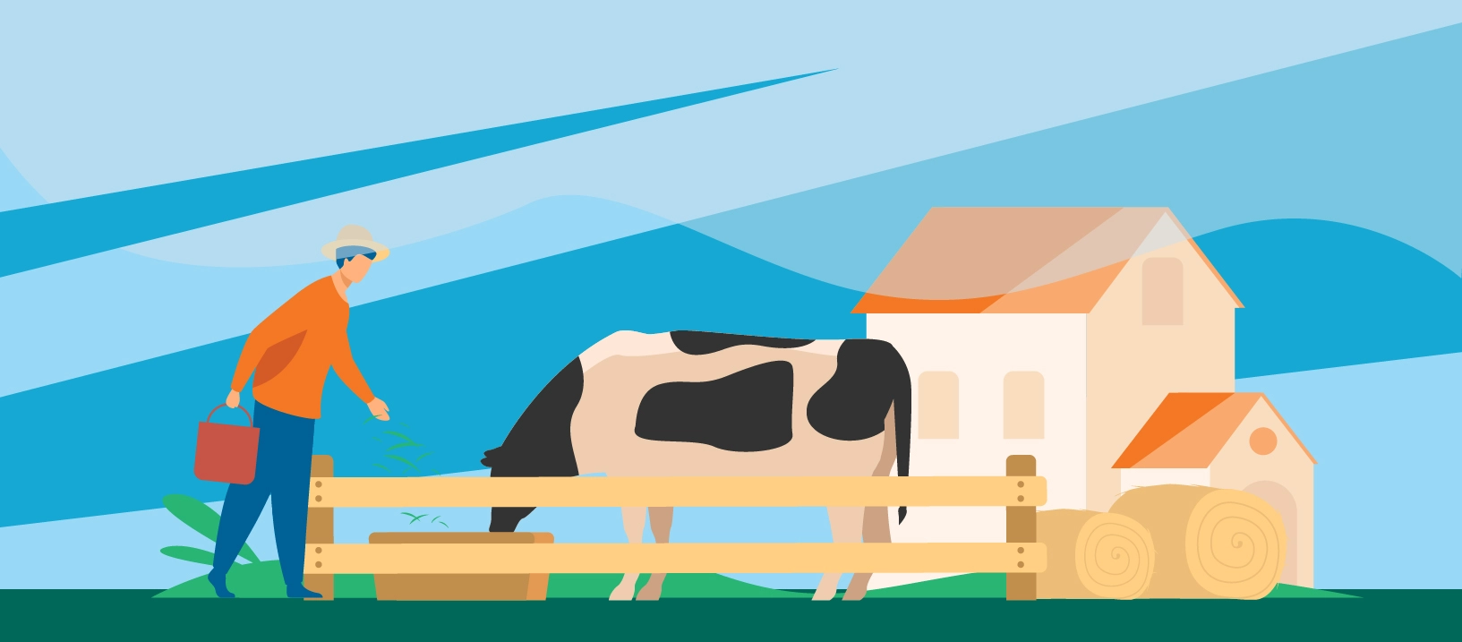 One person feeds a cow on a farm in front of a home.