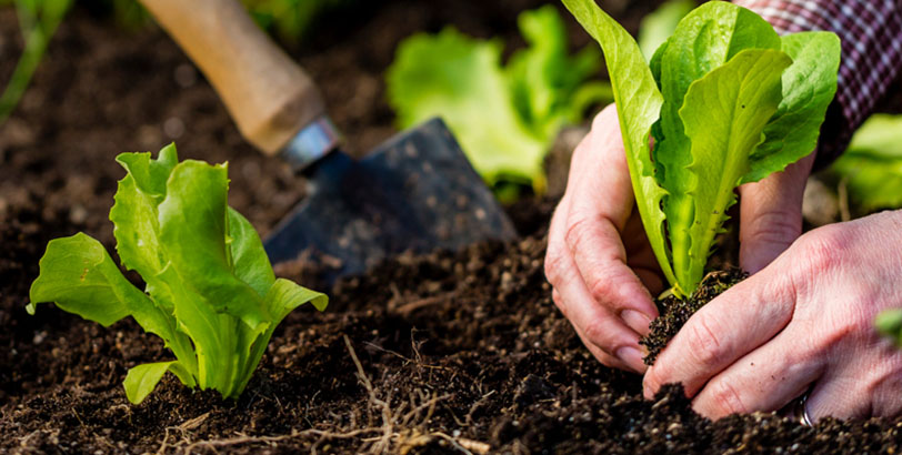 Have a Greener Impact
