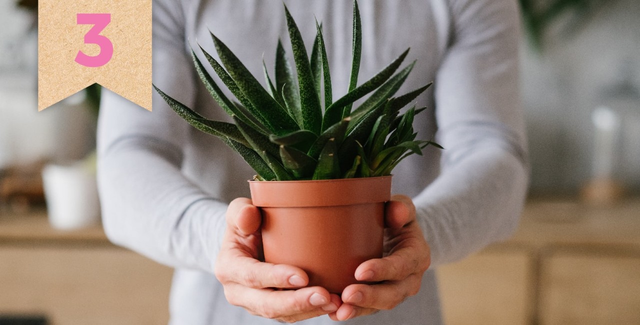 Idea 3: Gift your spouse a plant.