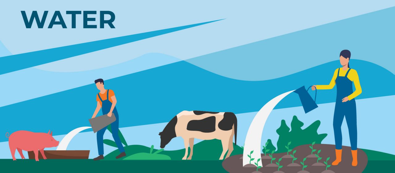 Two people work on a farm watering plants and giving drinking water to a cow and pig.