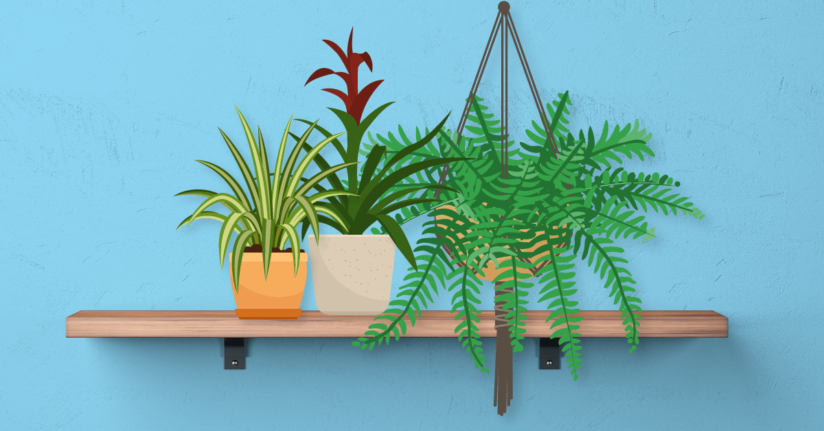 Here’s why you need an indoor plant in every room