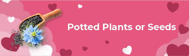 Potted plants or seeds