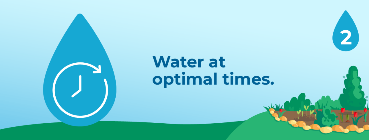 2. Water at optimal times.
