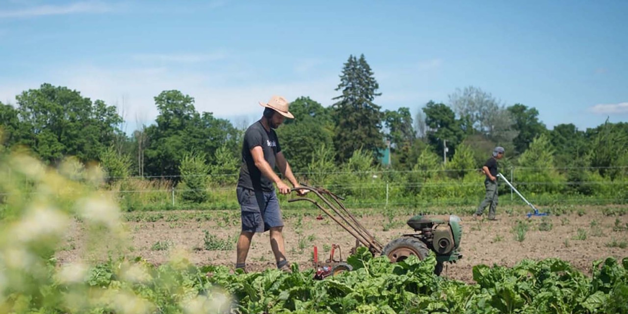 Common Ground Farm