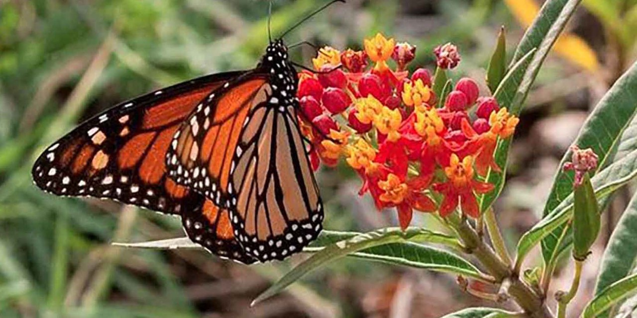 National Butterfly Center