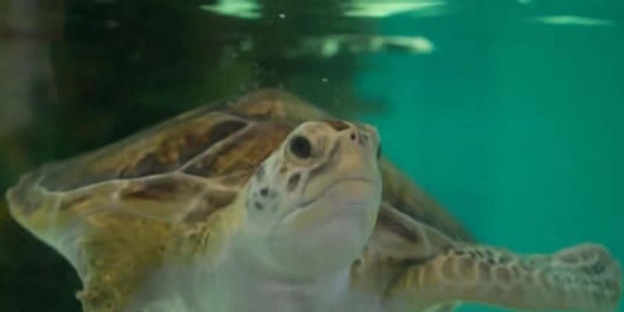 Sea turtle