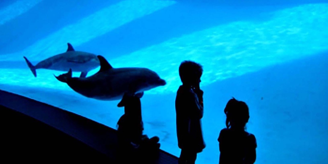 Texas State Aquarium